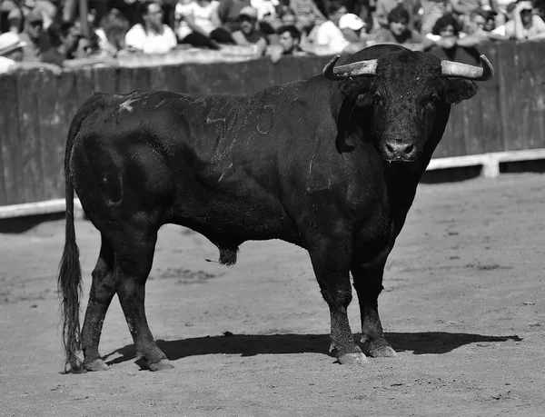 Toro España Corriendo Plaza Toros —  Fotos de Stock