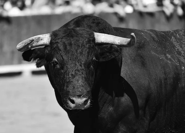 Nagy Szarv Fut Bikaviadal Aréna Spanyolországban Bika — Stock Fotó