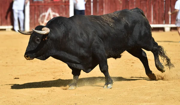 Touro Espanha Com Grandes Chifres Correndo Tournée — Fotografia de Stock