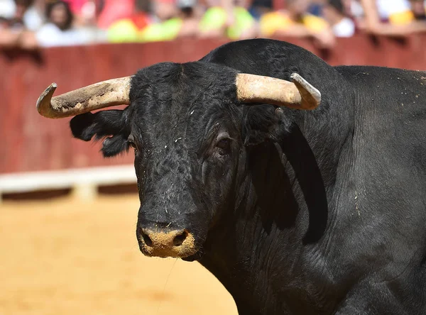 Toro España Con Cuernos Grandes Corriendo Plaza Toros — Foto de Stock