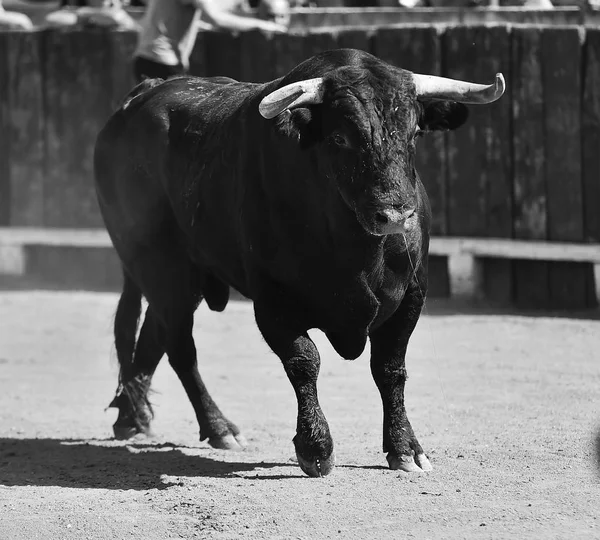 Stier Spanien Mit Großen Hörnern Läuft Stierkampfarena — Stockfoto