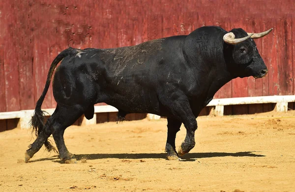 Stier Spanje Met Grote Horens Uitgevoerd Arena — Stockfoto