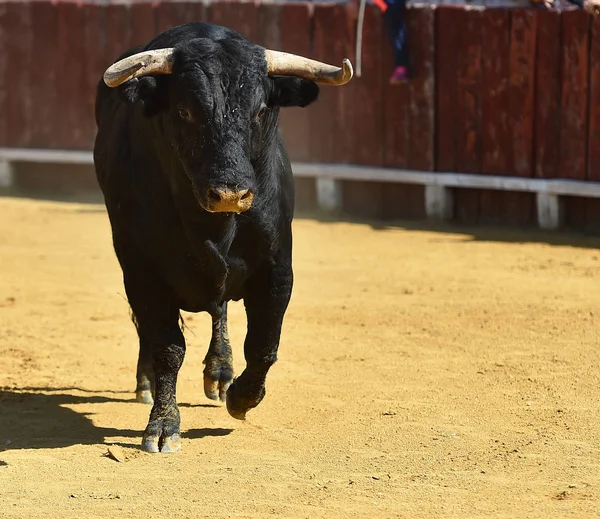 Stier Spanje Met Grote Horens Uitgevoerd Arena — Stockfoto