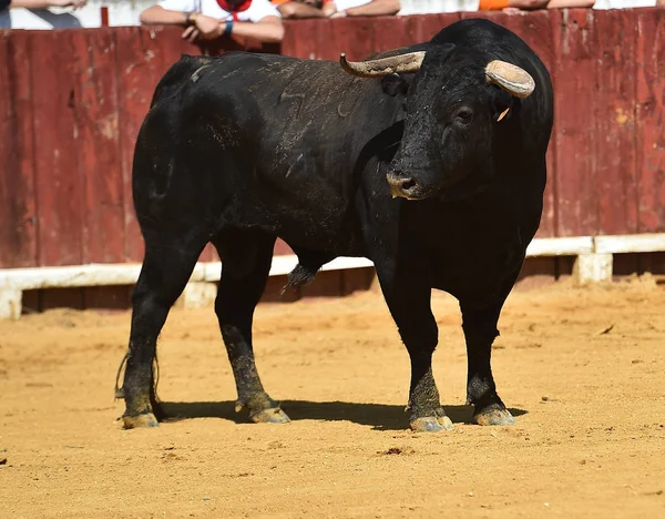 Stier Spanje Met Grote Horens Uitgevoerd Arena — Stockfoto