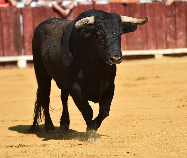 Toro España Con Cuernos Grandes Corriendo Plaza Toros —  Fotos de Stock