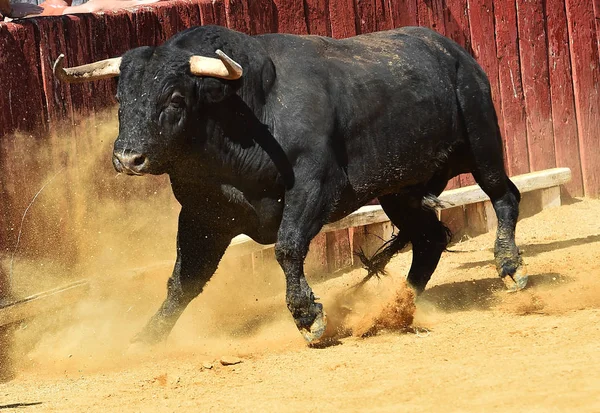 Touro Espanha Com Grandes Chifres Correndo Tournée — Fotografia de Stock