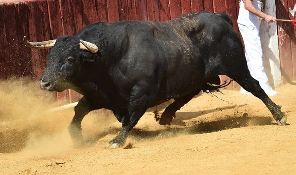 bull in spain with big horns running in bullring