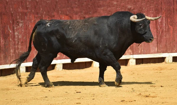 Stier Spanje Met Grote Horens Uitgevoerd Arena — Stockfoto