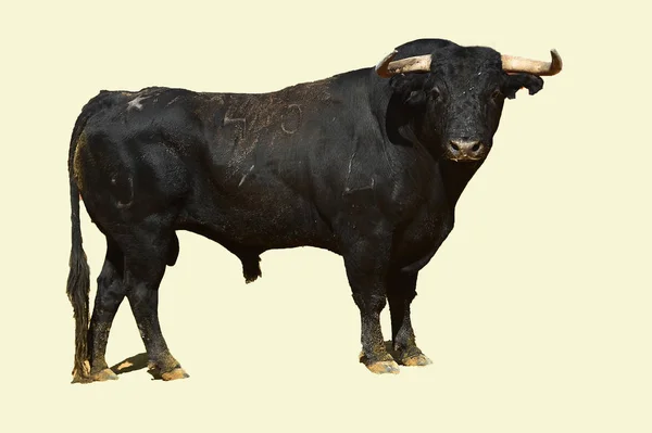 Toro España Con Cuernos Grandes Corriendo Plaza Toros —  Fotos de Stock