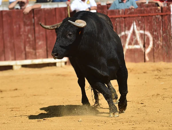 Toro Spagna Con Grandi Corna Esecuzione Bullring — Foto Stock