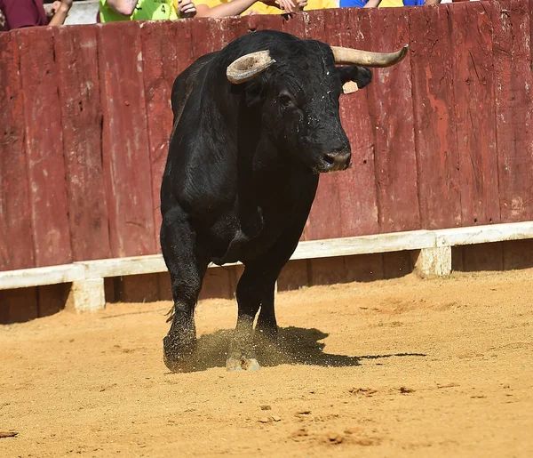 Bull Spain Big Horns Running Bullring — Stock Photo, Image