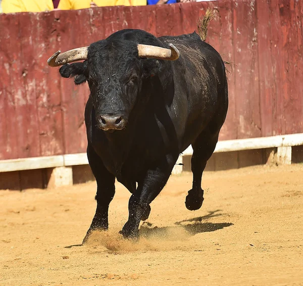 Tjuren Spanien Med Stora Horn Kör Tjurfäktningsarena — Stockfoto