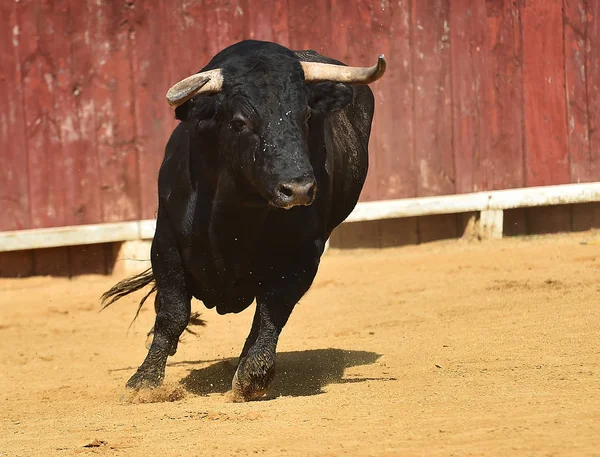 Touro Espanha Com Grandes Chifres Correndo Tournée — Fotografia de Stock