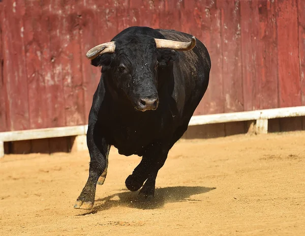 Bull Spain Big Horns Running Bullring — Stock Photo, Image