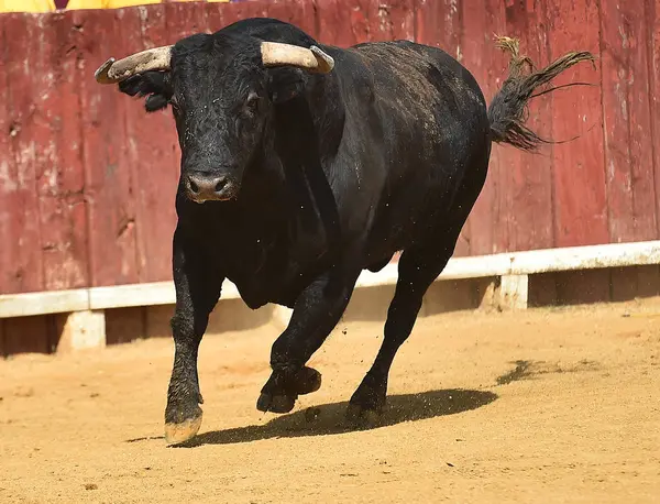 Stier Spanien Mit Großen Hörnern Läuft Stierkampfarena — Stockfoto