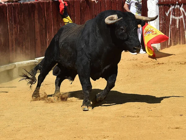 Stier Spanien Mit Großen Hörnern Läuft Stierkampfarena — Stockfoto