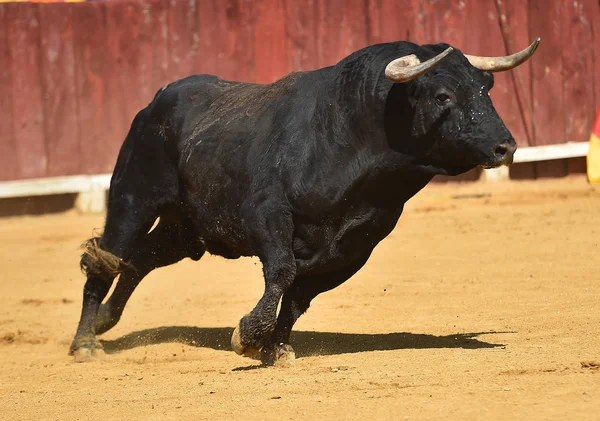 Tjuren Spanien Med Stora Horn Kör Tjurfäktningsarena — Stockfoto