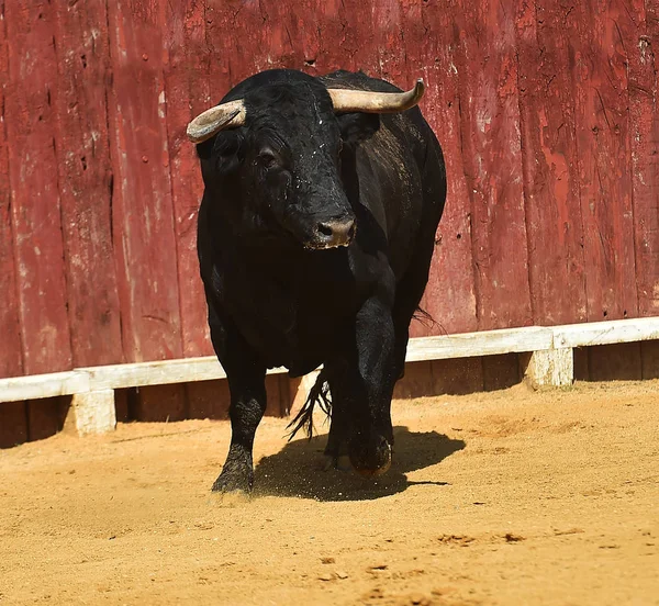 Touro Espanha Com Grandes Chifres Correndo Tournée — Fotografia de Stock