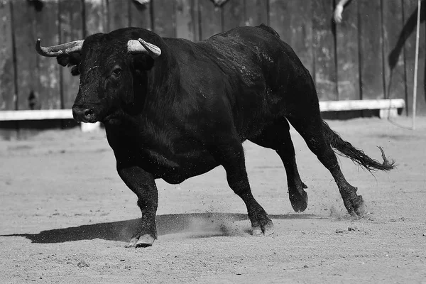 Toro Spagna Con Grandi Corna Esecuzione Bullring — Foto Stock