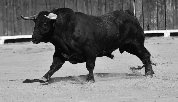 Taureau Espagne Avec Grandes Cornes Courant Dans Les Arènes — Photo