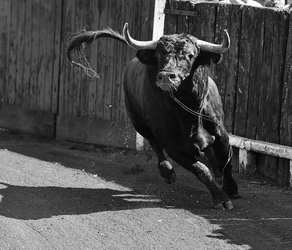 Toro España Con Cuernos Grandes Corriendo Plaza Toros — Foto de Stock