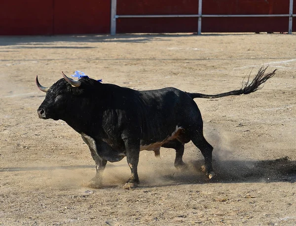 西班牙黑牛跑在斗牛场 — 图库照片