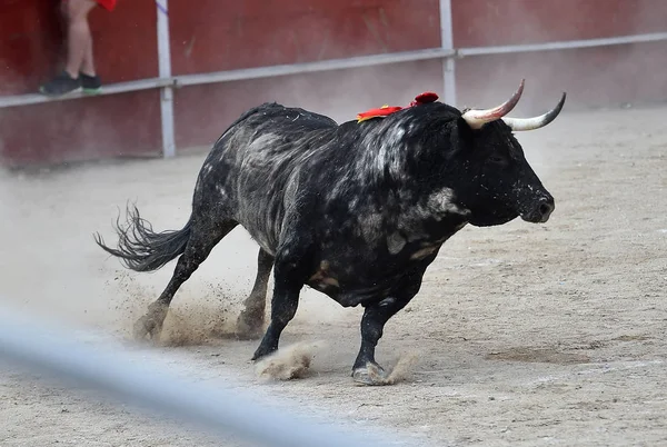 Espanhol Preto Touro Correndo Bullring — Fotografia de Stock