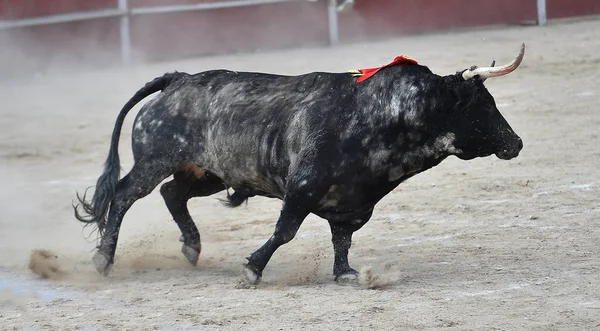 Ισπανικά Μαύρο Ταύρο Που Εκτελούνται Αρένα Ταυρομαχιών — Φωτογραφία Αρχείου