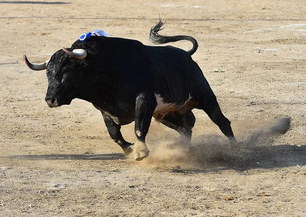 スペインの黒い牛が闘牛場で実行しています — ストック写真