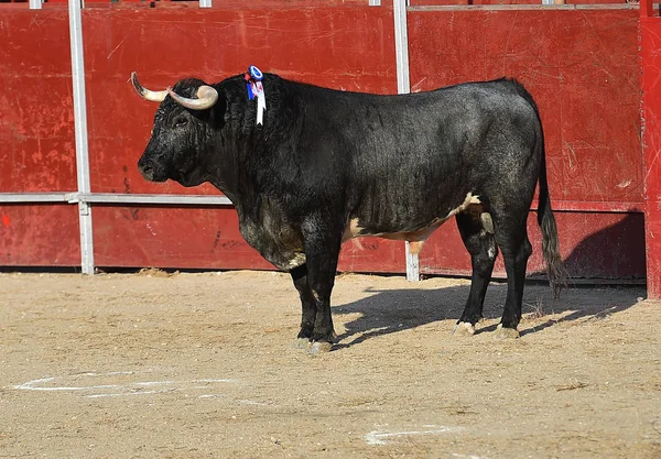 Ισπανικά Μαύρο Ταύρο Που Εκτελούνται Αρένα Ταυρομαχιών — Φωτογραφία Αρχείου