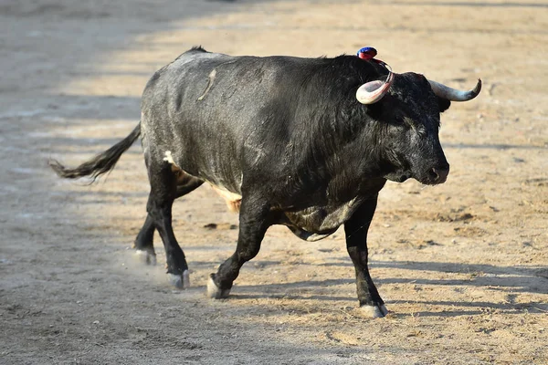 Espanjan Musta Härkä Käynnissä Härkätaisteluareena — kuvapankkivalokuva