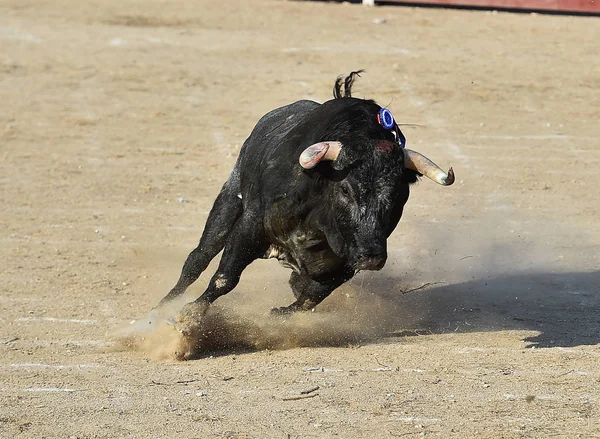 Spanska Svart Tjur Kör Tjurfäktningsarena — Stockfoto