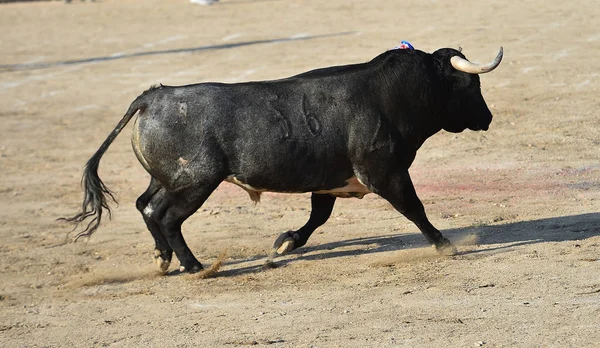 Іспанська Чорна Бичка Біжить Бику — стокове фото