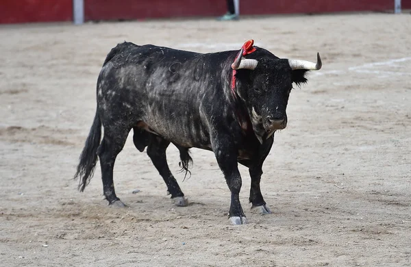 Toro Negro Español Corriendo Plaza Toros —  Fotos de Stock