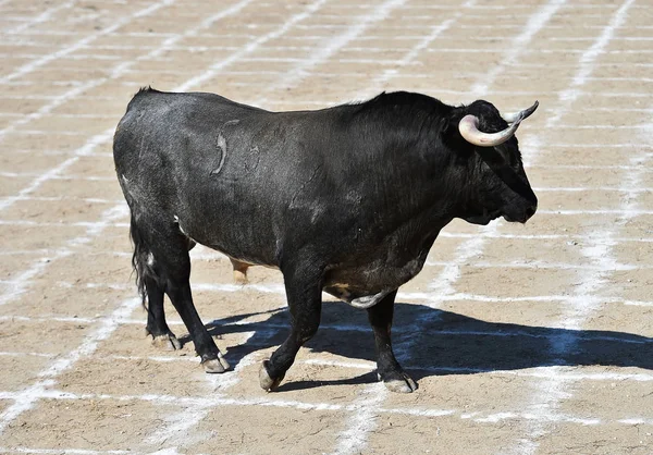 Španělské Černý Býk Aréně — Stock fotografie
