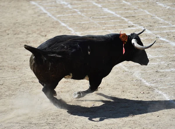 Spanska Svart Tjur Kör Tjurfäktningsarena — Stockfoto