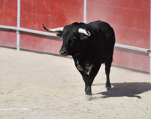 Espanhol Preto Touro Correndo Bullring — Fotografia de Stock