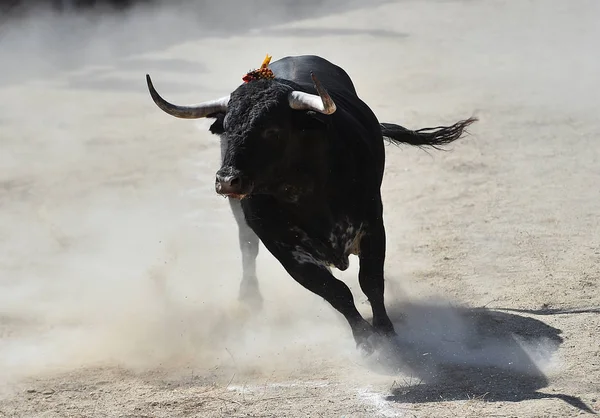 Espanhol Preto Touro Correndo Bullring — Fotografia de Stock