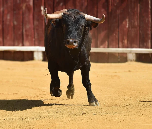 Arena Içinde Çalışan Spanyol Siyah Boğa — Stok fotoğraf