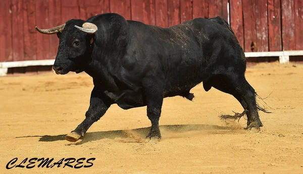 スペインの黒い牛が闘牛場で実行しています — ストック写真