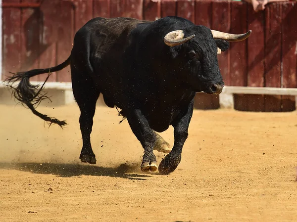 西班牙黑牛跑在斗牛场 — 图库照片