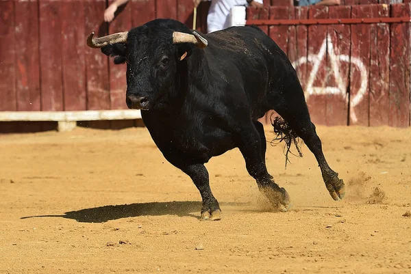 Espanhol Preto Touro Correndo Bullring — Fotografia de Stock