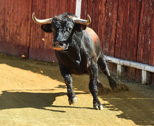 Spanish Black Bull Running Bullring — Stock Photo, Image