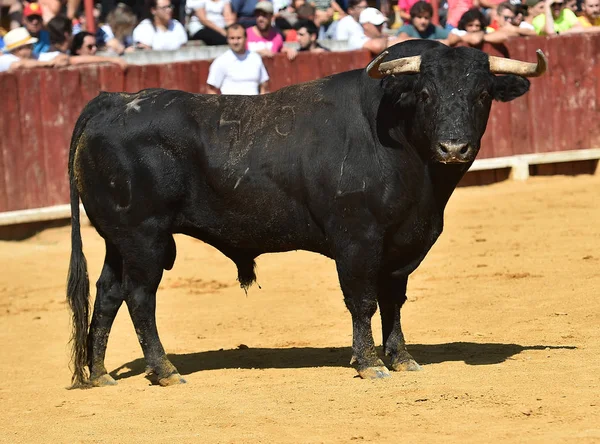 spanish black bull running in bullring