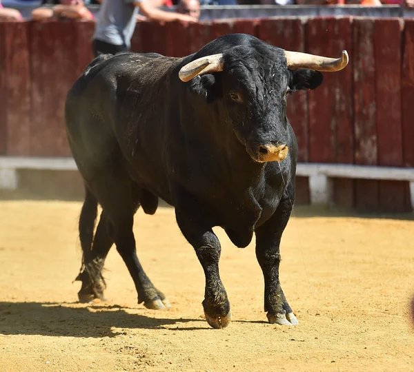 Espanhol Preto Touro Correndo Bullring — Fotografia de Stock