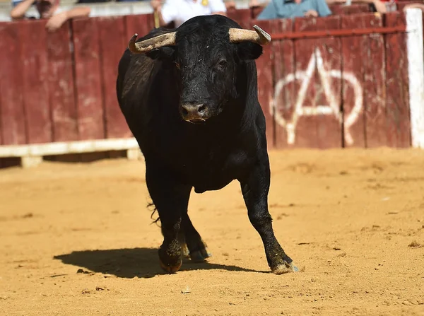 Espanhol Preto Touro Correndo Bullring — Fotografia de Stock