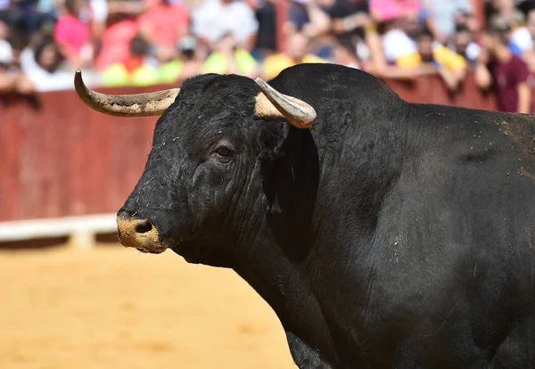 spanish black bull running in bullring