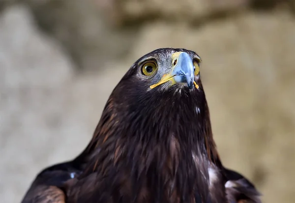 Eagle Nature — Stock Photo, Image