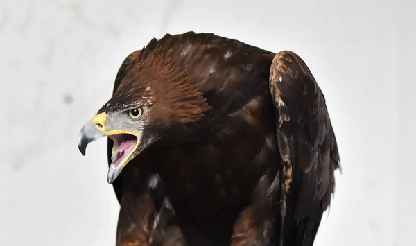 Adler Der Natur — Stockfoto