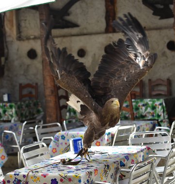 doğada kartal